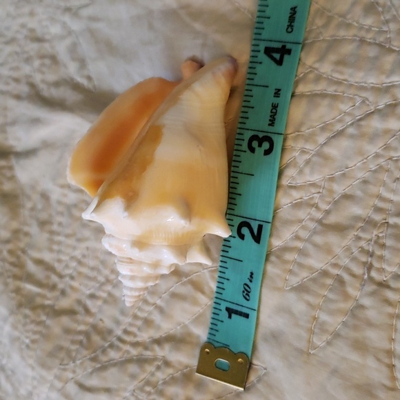 Sea shell - Picture 5 of 5